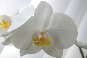künstliche Orchideen