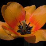 Apeldoorn Tulpen