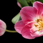 Einfache Tulpen